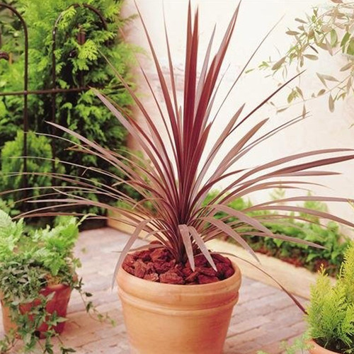 Dracena Roja ( Gaváceas ) Más Semillas