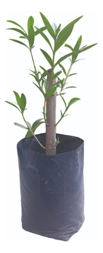 Laurel De Jardin 3 Litros Adelfa Flor Romano Baladre