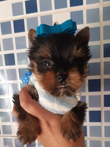 Lindos Bebes De Yorkshire Baby Face Micro Macho Fotos Reais Mercado Livre Lindos Bebes De Yorkshire Baby Face Micro Macho Fotos Reais Mercado Livre