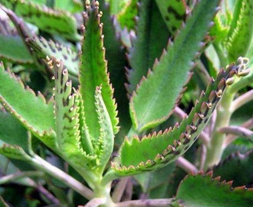 Kalanchoe Plantas Medicinales