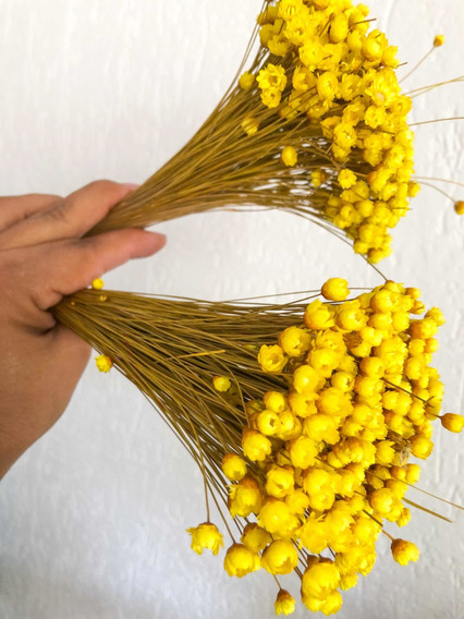 Flor Sempre Viva Amarela | MercadoLivre 📦