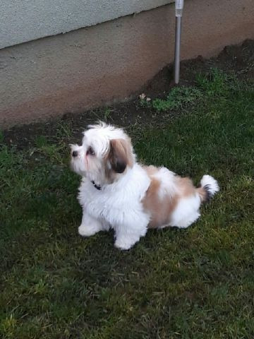 Cachorro Shih Tzu Vacunado, Desparasitado.