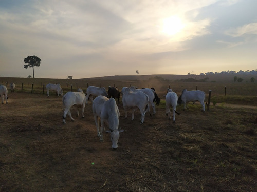 Fazenda Em Marabá - Pa 428 Hectares (88 Alqueires)