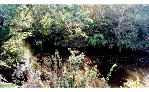 Alerce Parcela 5000 M2 Conlinda Con Estero Rio Negro