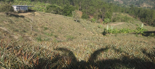 Imagen 8 de 18 de 6 Manzanas En El Zapote San Pedro Pinula Jalapa