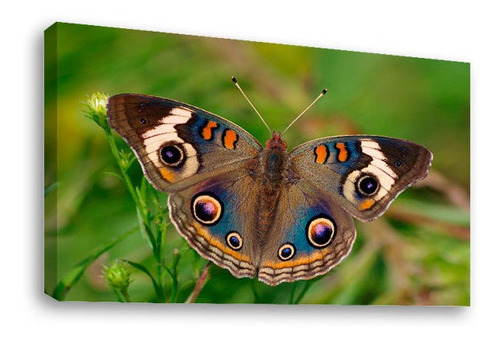 Cuadro Decorativo Canvas Moderno Mariposa Sobre Pasto