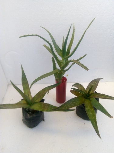 Mix De Aloe Plantas Para Jardín De Poco Riego Vitacura 