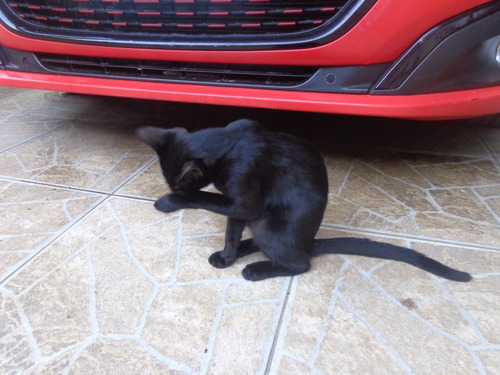 Doacao De Gato Femea 5 Meses Itanhaem Sp
