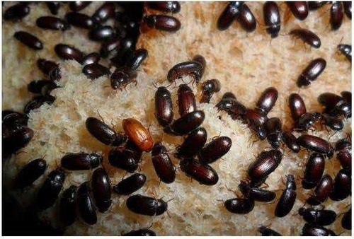 Gorgojos Chinos Coleoterapia Tenebrios
