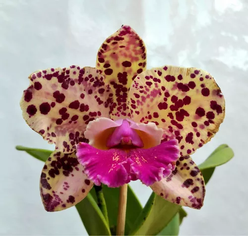 Orquidea Cattleya Blc Durigan Gemini - Perfumada * Adulta *