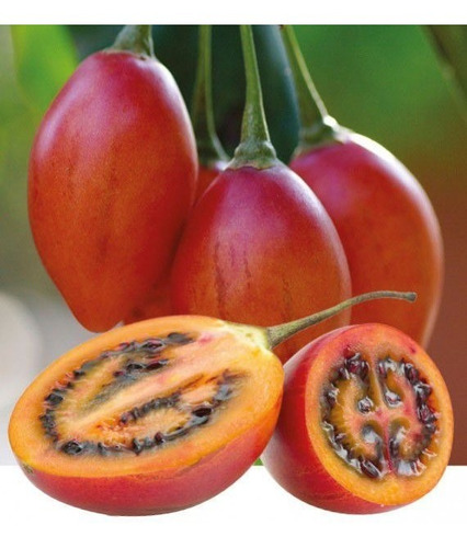 20 Semillas De Tomate De Árbol - Tamarillo O Chilto