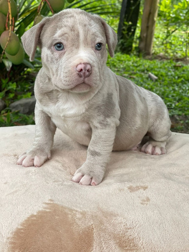 Cachorro American Bully Merle Animal Pets Colombia 
