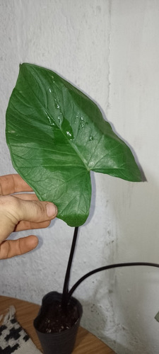 Alocasia Black Magic. Oreja De Elefante. Xanthosoma Violaceu