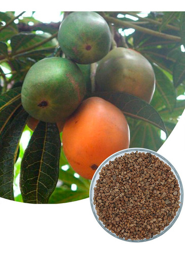 200 Sementes De Mamãozinho Do Mato (jaracatiá) Frutífera