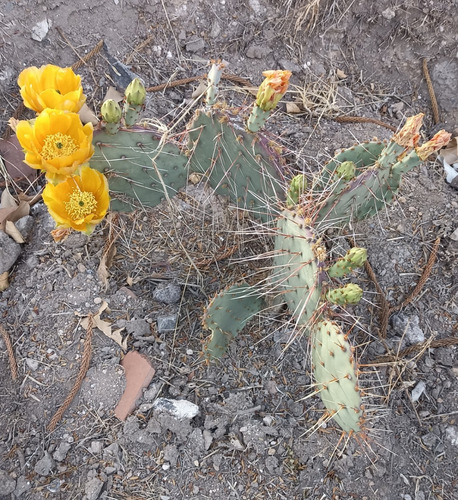 Opuntia Gosselinina, Nopal Morado, Nv