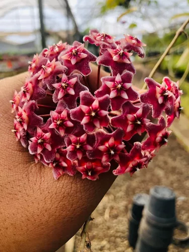 Conjunto de cactos com flor em forma de coração