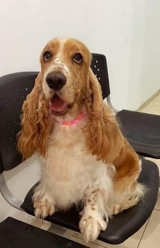 Imagen 6 de 10 de Cachorros Cocker Spaniel English
