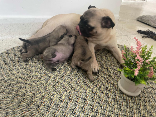 Cachorros Pug