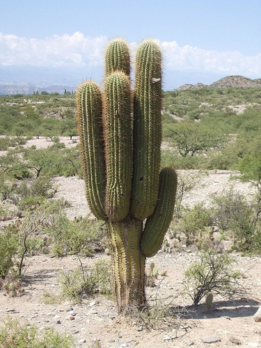 Cardón Trichocereus (echinopsis) Terscheckii Cactus 
