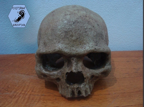 Cráneo Primate De Resina 13x10 Cm