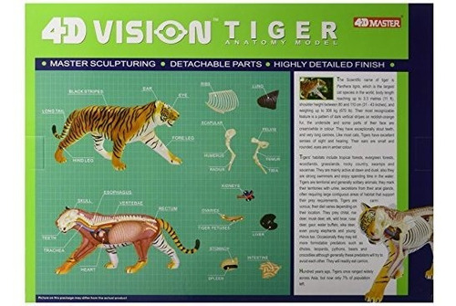 Famemaster 4D Vision Tiger Anatomy Model 