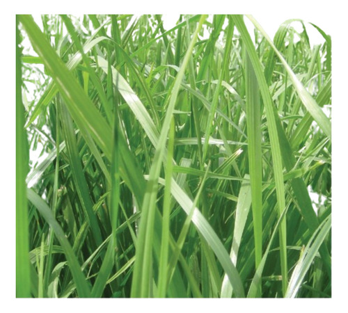 Semilla Forrajes Pastos Ryegrass Ibex Clima Frío 8 Lb