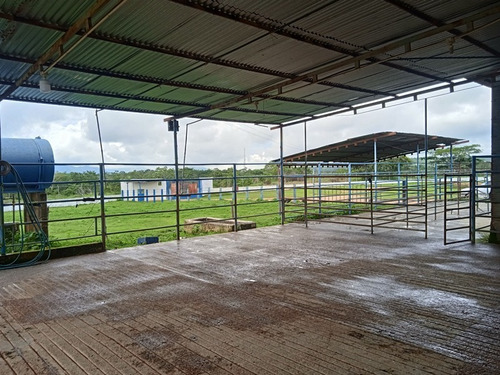 Imagen 17 de 25 de Finca Venta Lara Acarigua En Venta (gamelotal) De 251 Hectareas