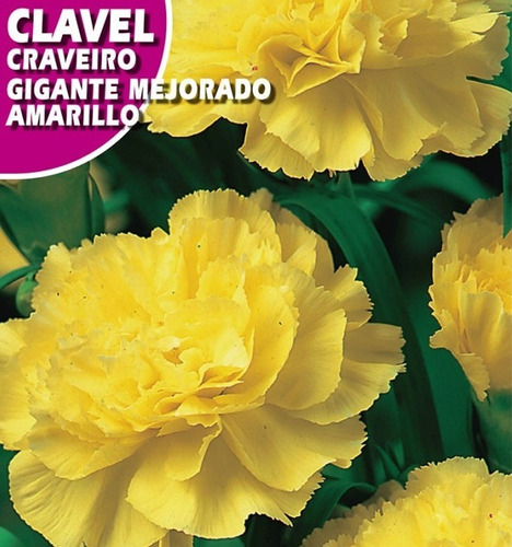 Sementes De Cravo Amarelo Gigante Craveiro Clavel Flor