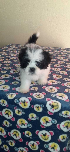 Cachorros Shih Tzu Perros En Venta Shitzu Barrancabermeja