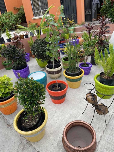 Imagen 7 de 12 de Maceteros Y Plantas Más De 30 Diferentes