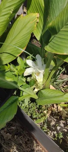 90 Semillas Hibiscus Te Jamaica Estratificadas Germina 95% !