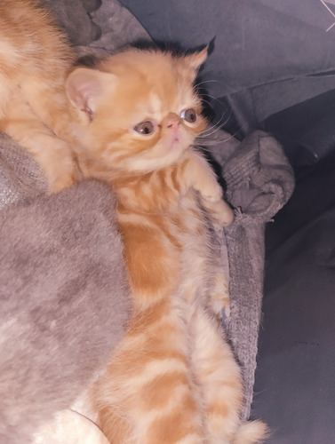 Gato Gatitos Persas Exóticos Libres Pkd Leer