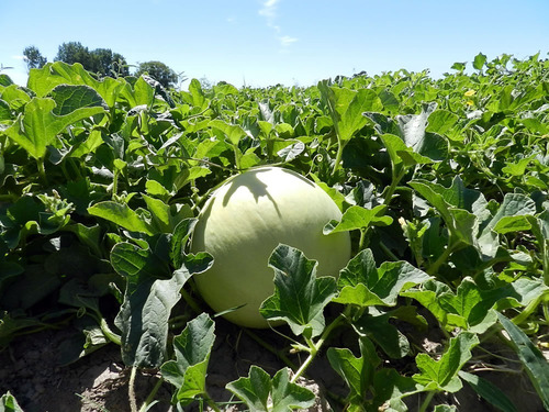 Imagen 2 de 4 de Semillas Melón X Sobre Huerta En Casa