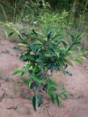 Imagem 12 de 15 de Ref.: 15835 - Sobrado Em Cotia Para Venda - 15835