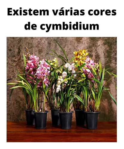 Orquídea Cymbidium Planta Adulta Sem Id De Cores - Promoção