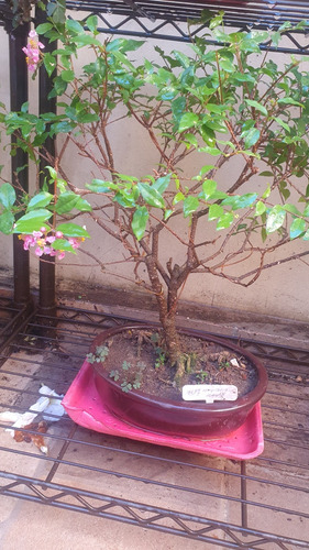 Bonsai De Malphiglia Global De Más De 10 Años