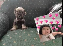 Comprar Cachorros Schnauzer Mini 220$