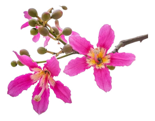 Arbol Palo Borracho 2.30 Altura. Envíos A Todo El País. Fucsia
