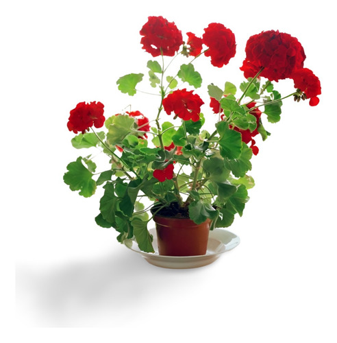 Plantas Para Muros Verdes Exteriores