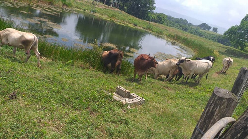 Imagen 3 de 14 de Finca En Venta En San Juan De Los Cayos