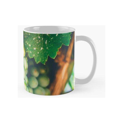 Taza Vino Bodega Foto Argentina Uva Calidad Premium