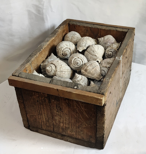 Conchas De Caracol Antiguos Y Caja 