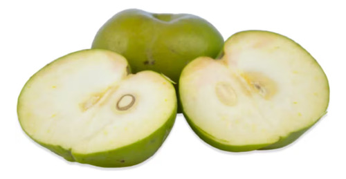 Zapote Blanco Enano (casimiroa Edulis)