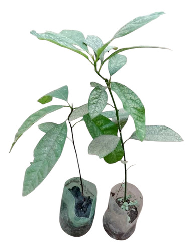 Aguacate Chinene 2plantas Criollo
