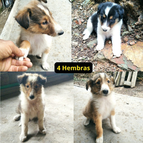 Imagen 4 de 8 de Pastor Collie Cachorros