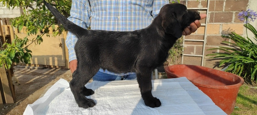 Labrador Retriever Macho Color Negro