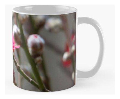 Taza Ciérrese Encima De Flor En Guangzhou China Calidad Prem