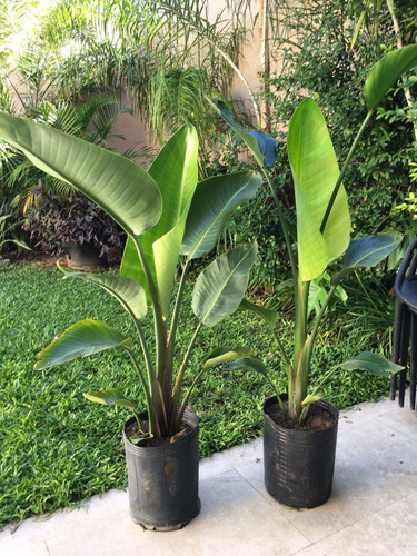 6 Strelitzias Nicolai + 8 Alpinias