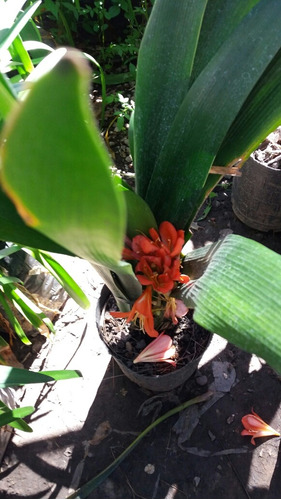 Clivia Planta Exterior