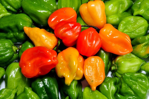 Semillas De Chile Habanero Manzano (24 Sem)